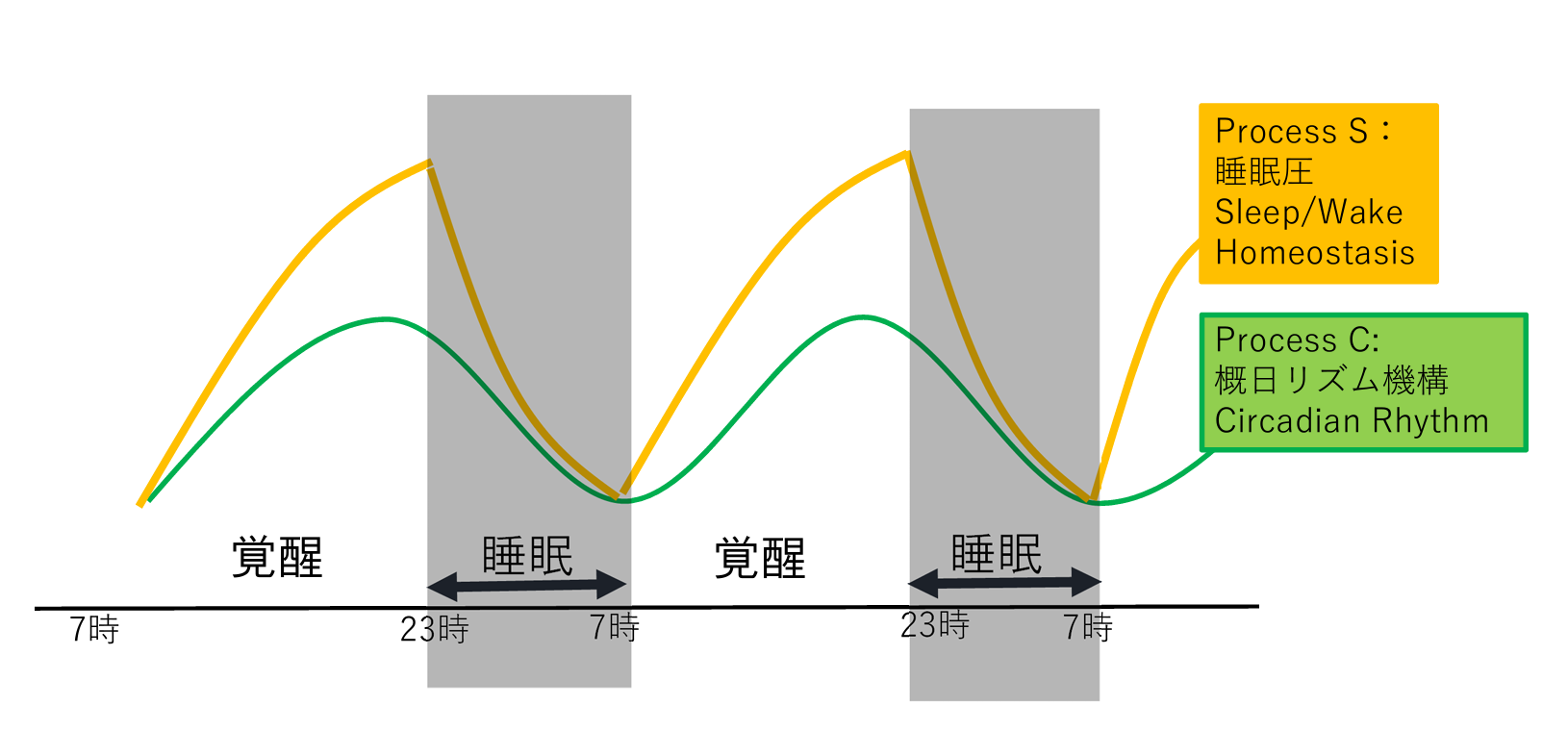 睡眠と覚醒を決めるのは体内時計と睡眠圧