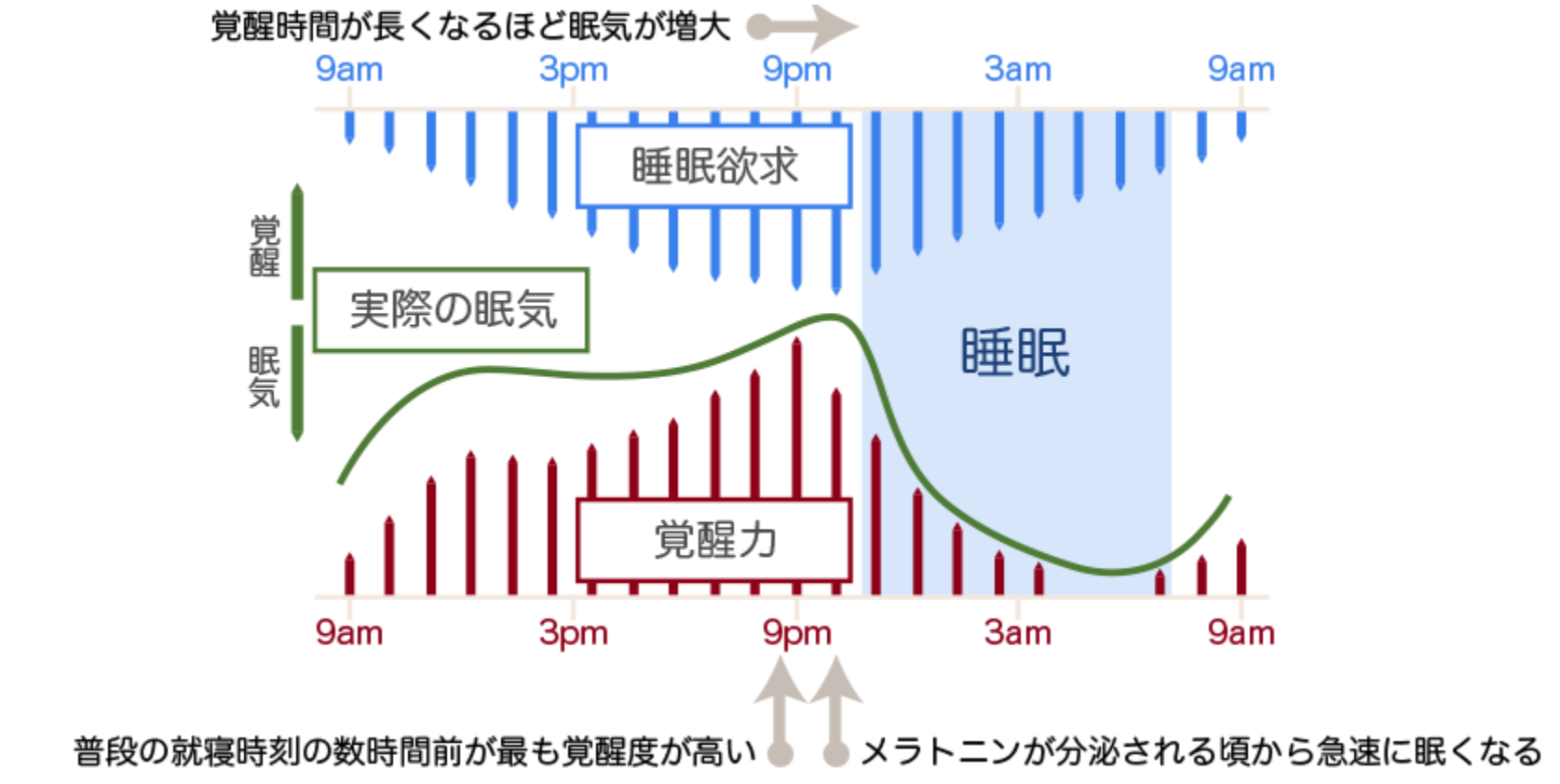 睡眠欲求と覚醒圧